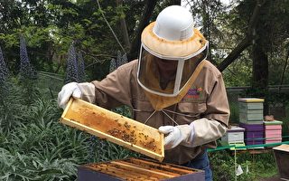 圣荷西公园新增蜂箱  两百万蜜蜂采蜜忙