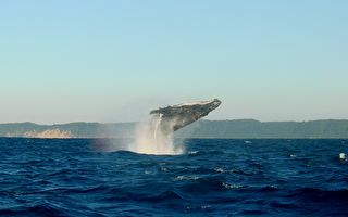 座头鲸遭海洋废弃物捆绑 重获自由后腾空感激