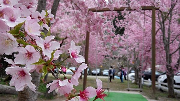 组图：台湾赏樱秘径 樱花之美让日本人感动