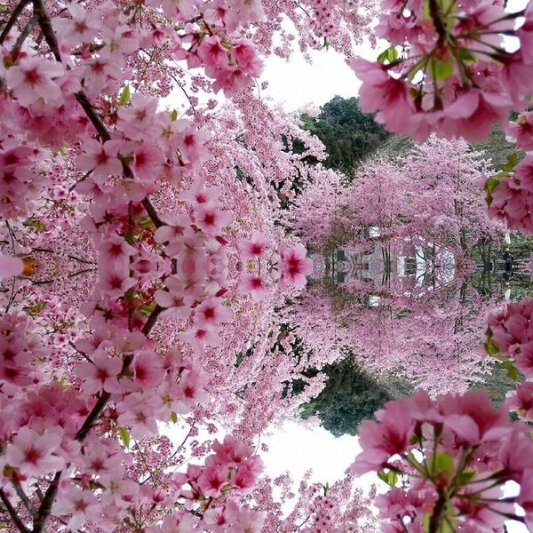 組圖：台灣賞櫻秘徑 櫻花之美讓日本人感動