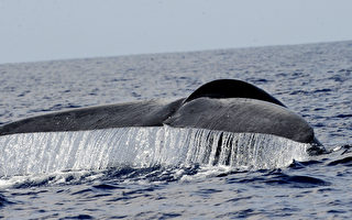 濒危物种研究：新西兰蓝鲸拥有独特基因