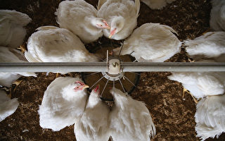 禽肉成談判焦點 華府將促北京撤進口禁令