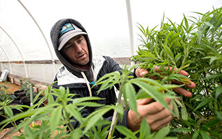 加拿大製藥廠南加成立醫用大麻公司
