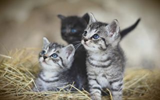 哈爾濱三寵物貓染疫後被安樂死 網絡熱議