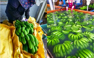 香蕉价崩 农委会保底收购 高市型农高于市价20%收购