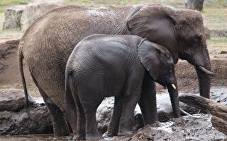 教小象跨越高坡 象妈妈的育儿经 你看懂了吗