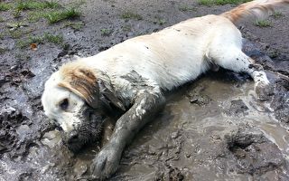 当狗狗遇到泥巴坑 奋不顾身秒变泥雕狗