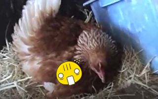 這隻雞母愛爆發 看看除了蛋牠還孵……
