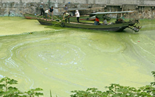 千亿元砸太湖 黄色蓝藻依然泛滥的背后