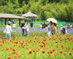 組圖：韓國仁川大公園繁花盛開 美不勝收