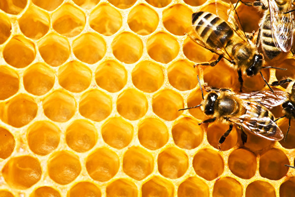 西澳蜂蜜業的機遇與挑戰
