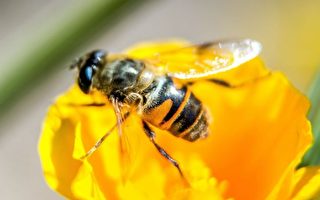 消失近百年 澳洲罕见蜜蜂再现新州昆州