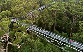 西澳巨人谷树顶步行道 悬挂于40米高空的栈桥