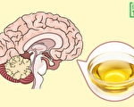 大脑主体是“油脂” 食用油影响巨大