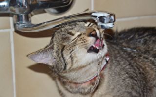 喝水片！愛玩水又怕洗澡 貓咪思想超矛盾