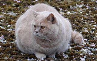 网红胖猫有14公斤！健康考量被勒令减重
