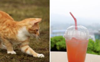 为什么喝不到？小猫咪能成功用吸管喝水吗？