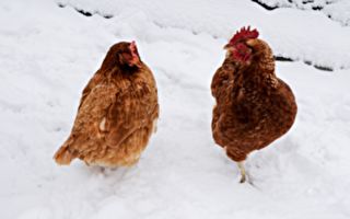 雪地裡出現「一串」雞群！牠們要上哪去？