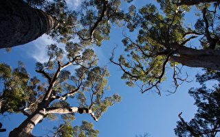【西澳旅游】一路向南 Pemberton树之旅 给身心充个电