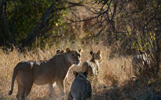 現世報？ 數名犀牛盜獵者在南非被獅群吃掉