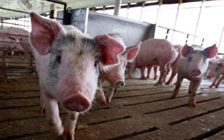 對美豬高關稅 豬瘟爆發 未來中國豬肉或短缺