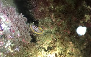 大潭藻礁驚喜發現  本島第一筆小丘多彩海蛞蝓