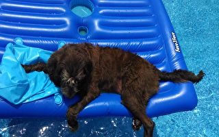 夏天实在太热 小狗悠哉游泳没想到睡着了