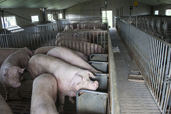 疫情恐失控 贵州现非洲猪瘟 当局极力掩盖