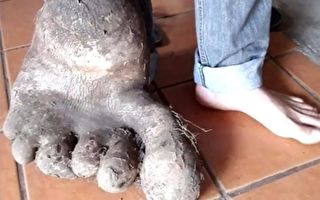 巴西农夫挖出怪马铃薯 像有脚趾的巨人脚掌