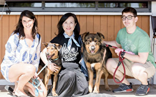 数百只台湾流浪犬 在美被领养快乐重生