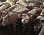 江蘇再爆非洲豬瘟 疫情已在中國蔓延 令人憂