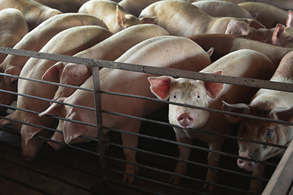 非洲猪瘟和美中贸易战推高中国猪肉价格