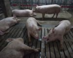 非洲豬瘟已擴至5省 中國豬瘟或致豬價大跌
