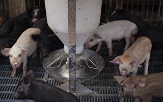 中国爆发非洲猪瘟 四省4.3亿只猪面临风险