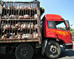 中國非洲豬瘟爆發 源頭被指進口俄羅斯豬肉