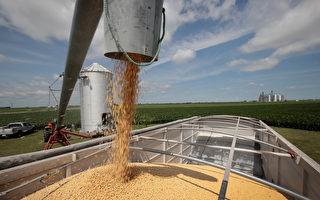 报告：加拿大须增产粮食 保护农田