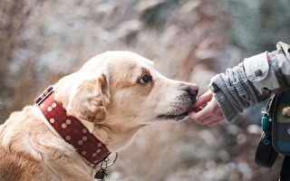 狗儿是我山中探险的好伴侣。(Pixabay)