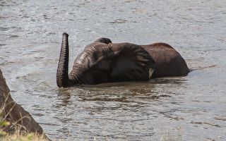 村民们往河里“丢鞭炮” 成功拯救受困大象