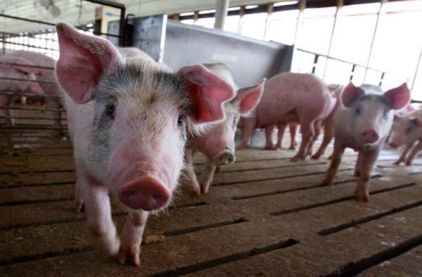 非洲豬瘟蔓延8省 吉林首爆疫情