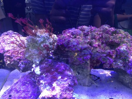 人工咾咕石属于生物绿材,没有使用期限,就像是生态循环,只要有灯光人工咾咕石上的菌种与藻类就能一直生长帮助水质净化。
