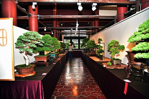 组图：2018汉风盆景展 台湾盆栽之美引注目