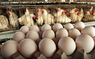 八千隻家禽死於禽流感 新州第二家農場爆發疫情