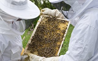 澳洲后院养蜂提示、技巧及常见错误