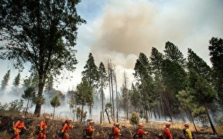 加州野火烧毁土地创纪录