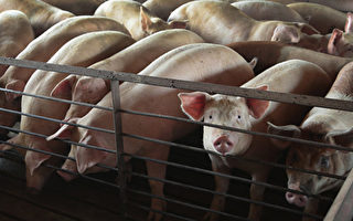 上海首曝非洲豬瘟病例 疫情蔓延19個省市