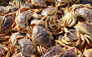 北加州珍寶蟹發現毒素 捕蟹推遲