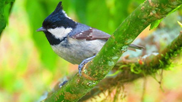 组图：台湾阿里山生态之美 赏鸟与动物共舞