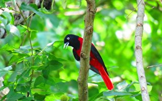 組圖：台灣阿里山生態之美 鳥類繽紛多彩