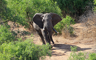 非洲大象再次出現無象牙的趨勢