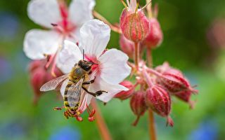 老爸DIY「大蜜蜂」花圃示範「異花授粉」